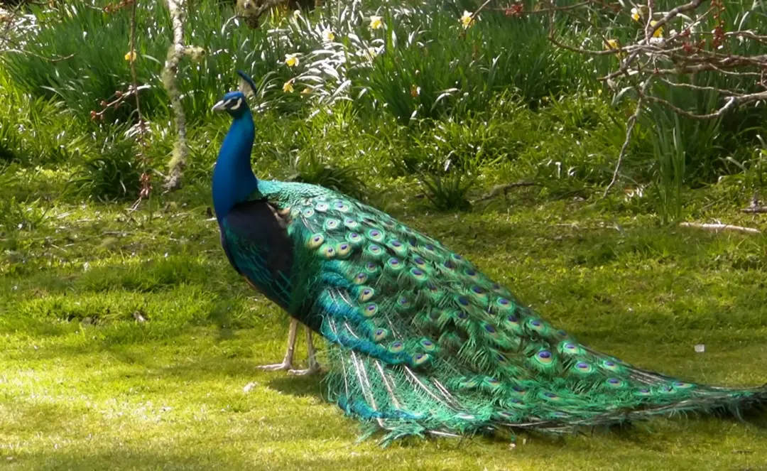 Barred Wing Peafowl