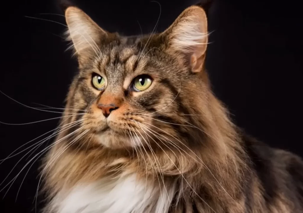 Maine Coon Nose