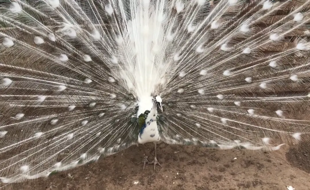 Silver Pied Peafowl