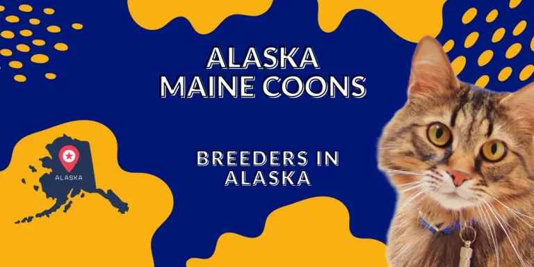 Alaska Maine Coons