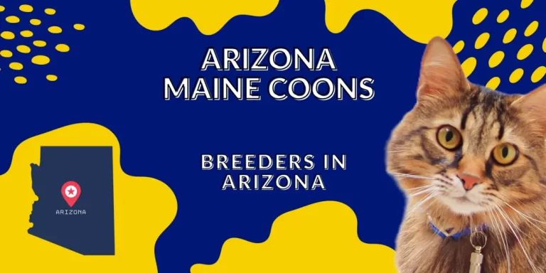 Arizona Maine Coons
