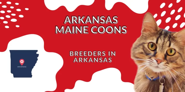Arkansas Maine Coon