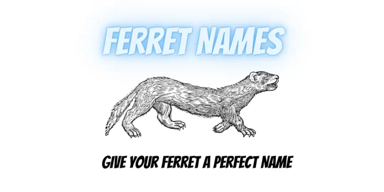 Best Ferret Names
