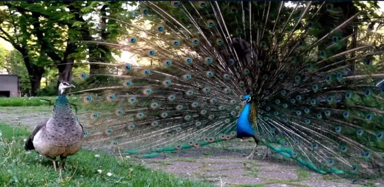 Choose best peafowl names for your bird