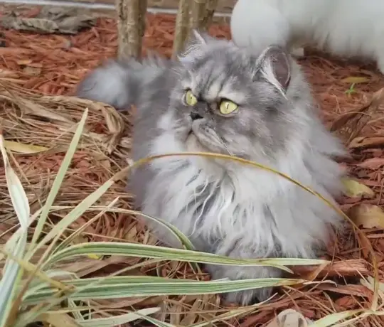 Smoke Shaded Persian Cat