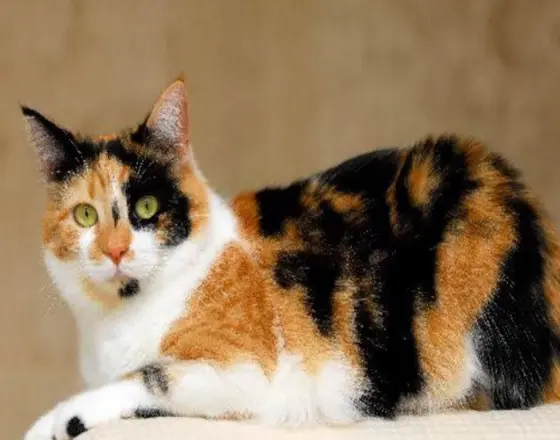 Calico Pattern in Persian Cats