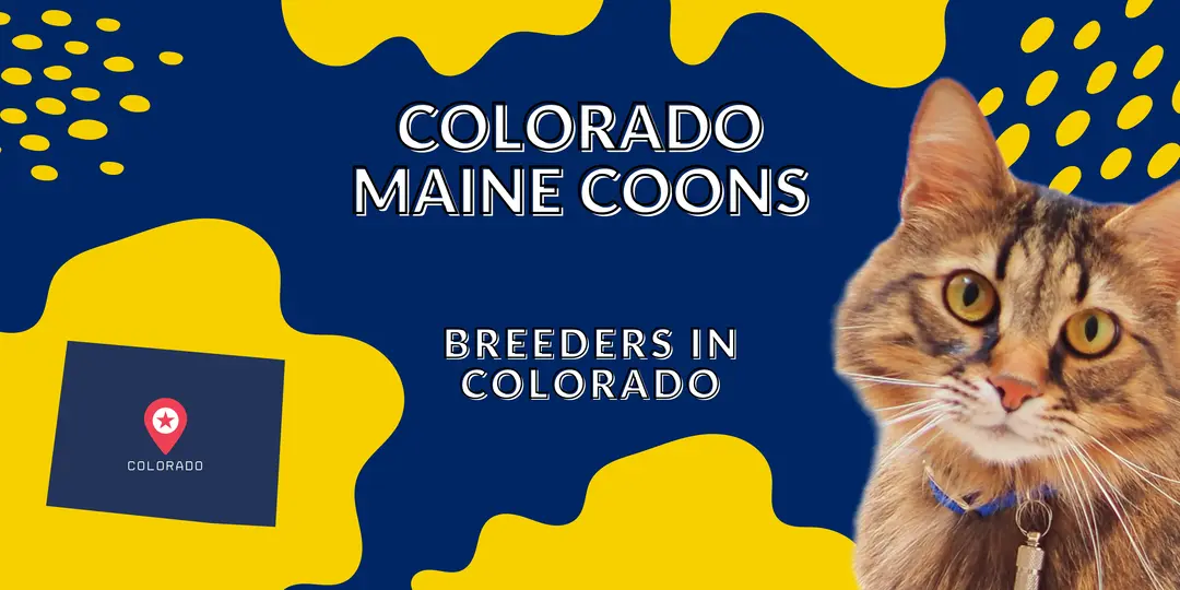 Colorado Maine coon breeders