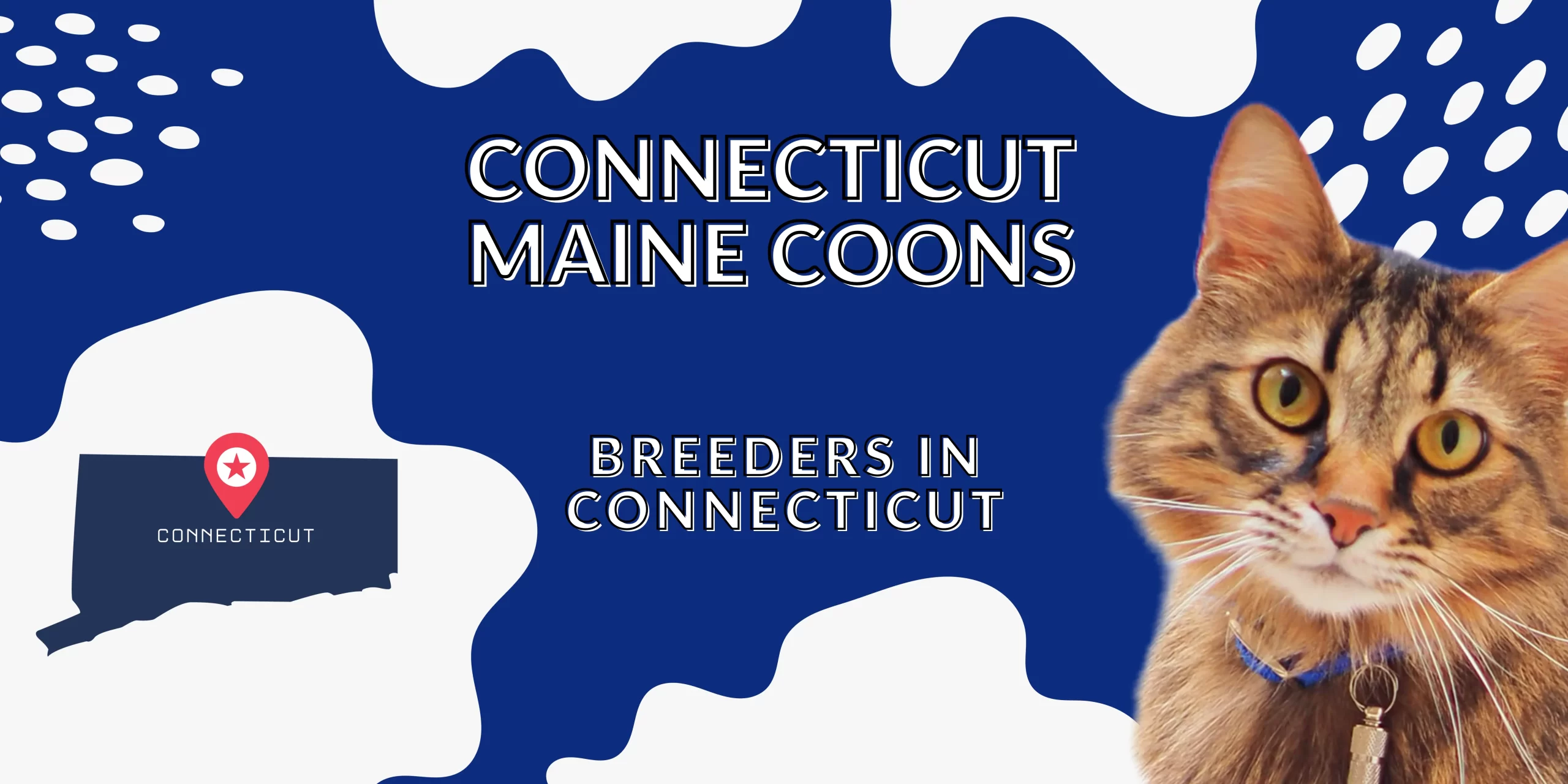 Connecticut Maine coon breeders