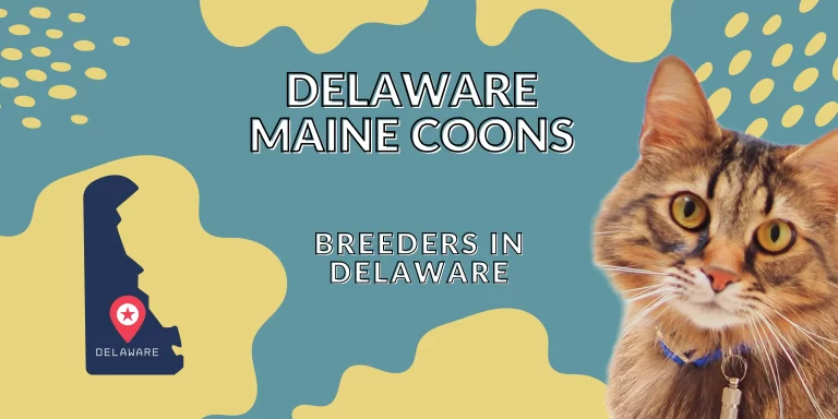 Delaware Maine Coons