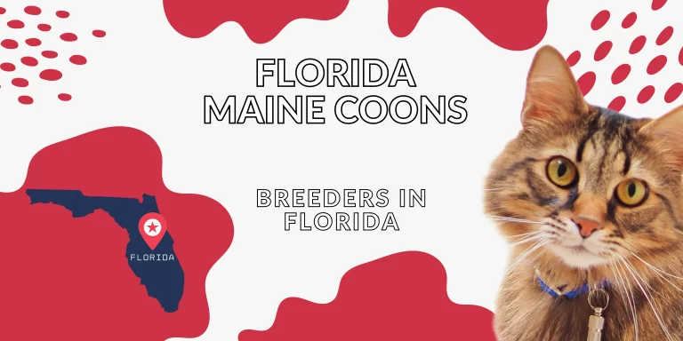 Florida Maine Coon