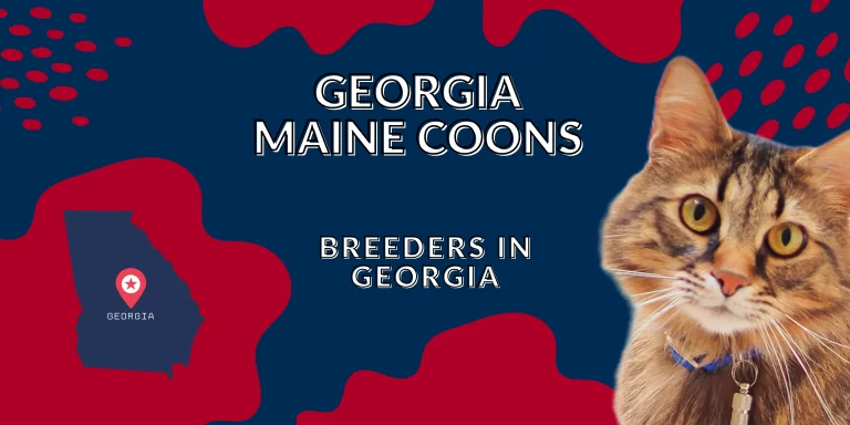 Georgia Maine Coon