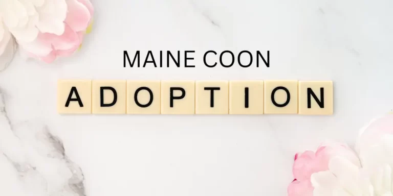 Maine Coon Adoption