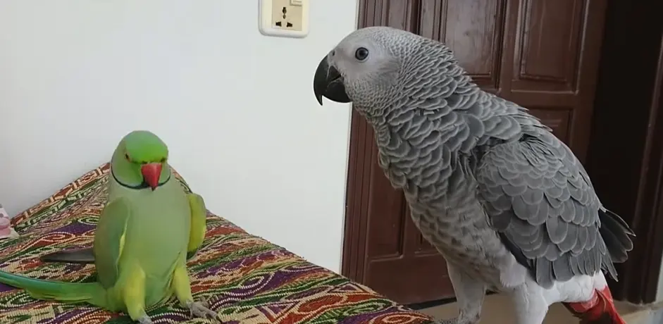 Parrot Names 