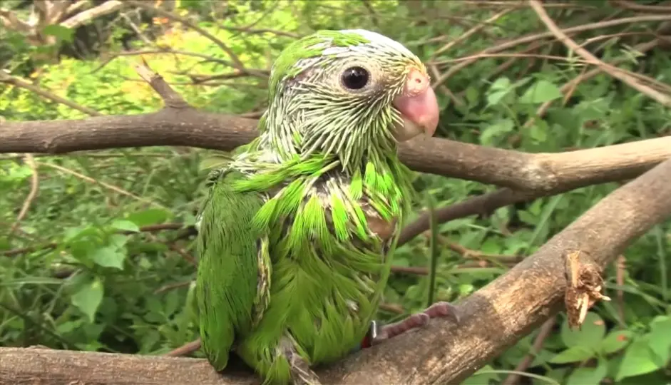 Green baby Parrot