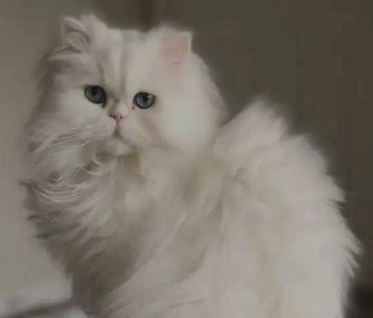 Solid White Persian Cat