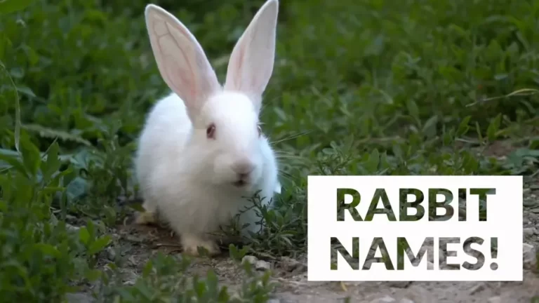 Rabbit Names