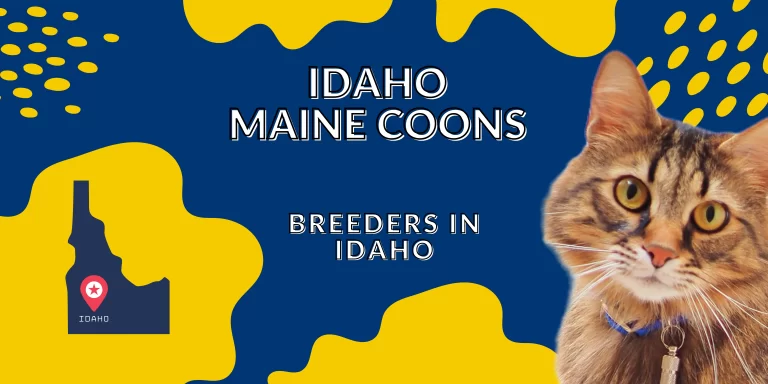 Idaho Maine Coon