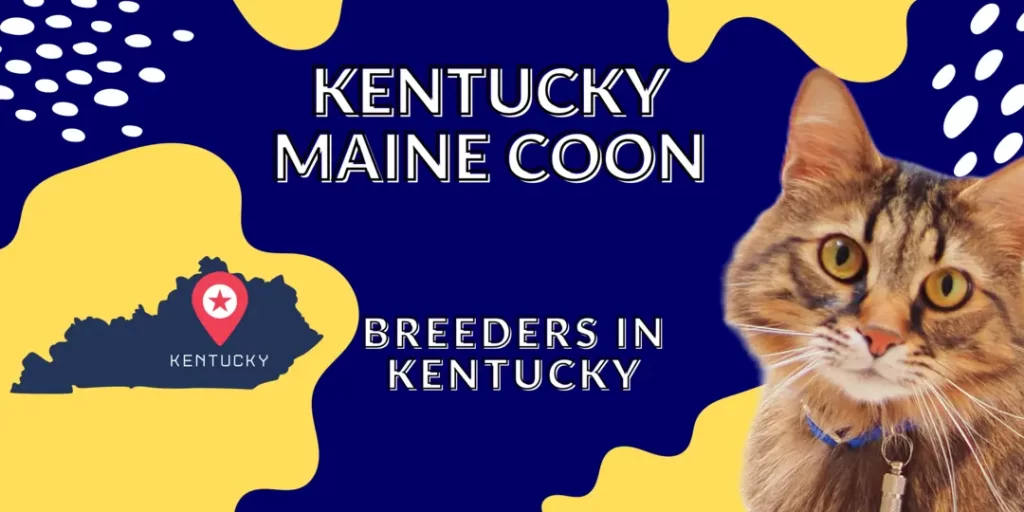Kentucky Maine Coon Breeders