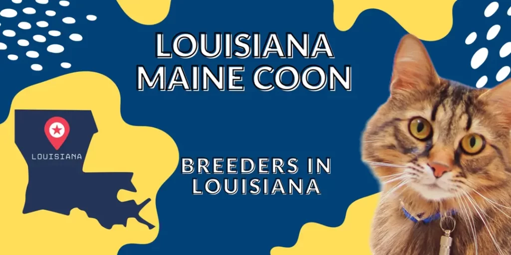 Louisiana Maine Coon Cats
