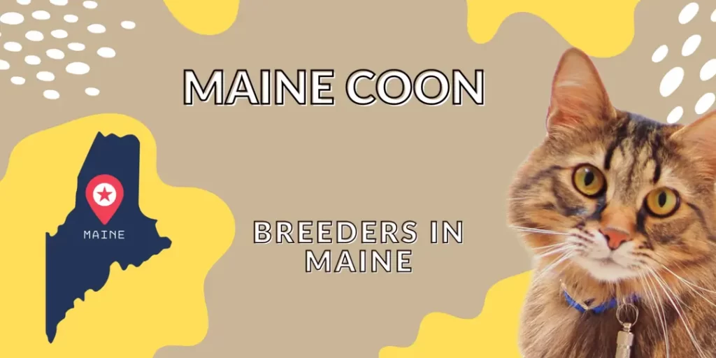 Maine Coon Breeders in Maine