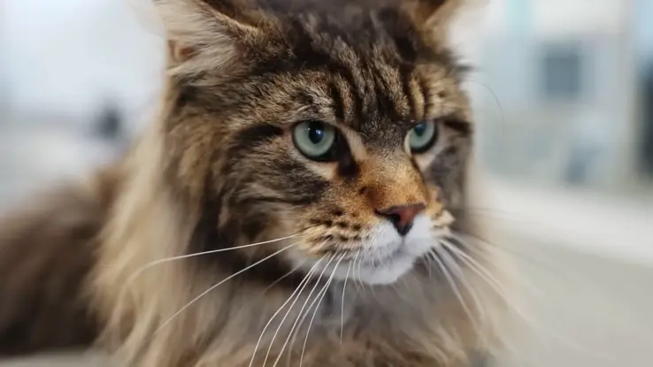 Maine Coon Home Image