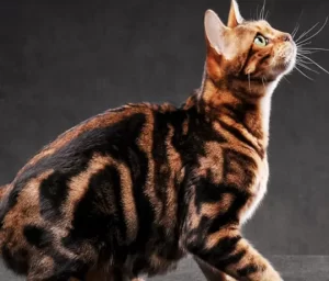 Marbled Pattern Bengal Cat
