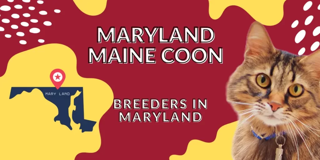 Maryland Maine Coon cats and breeders