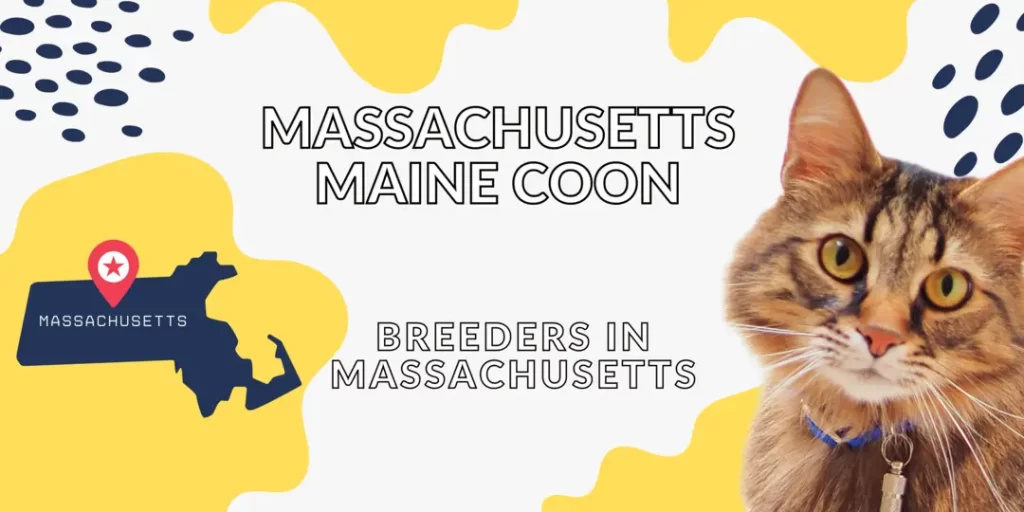 Massachusetts Maine coon Cats