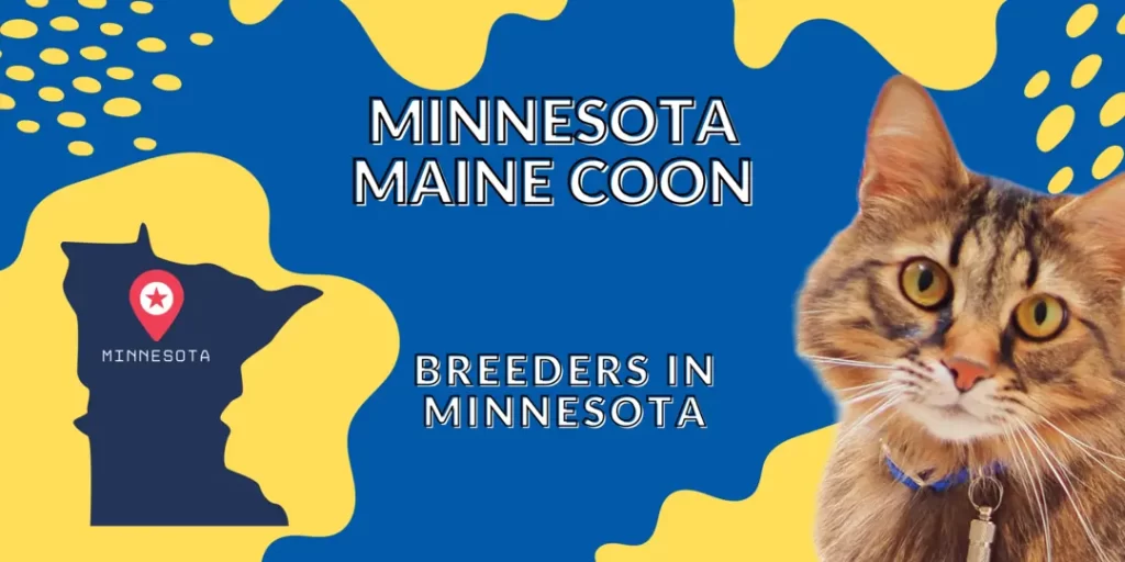 Minnesota Maine coon Cats