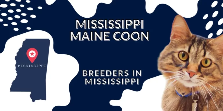Mississippi Maine Coons