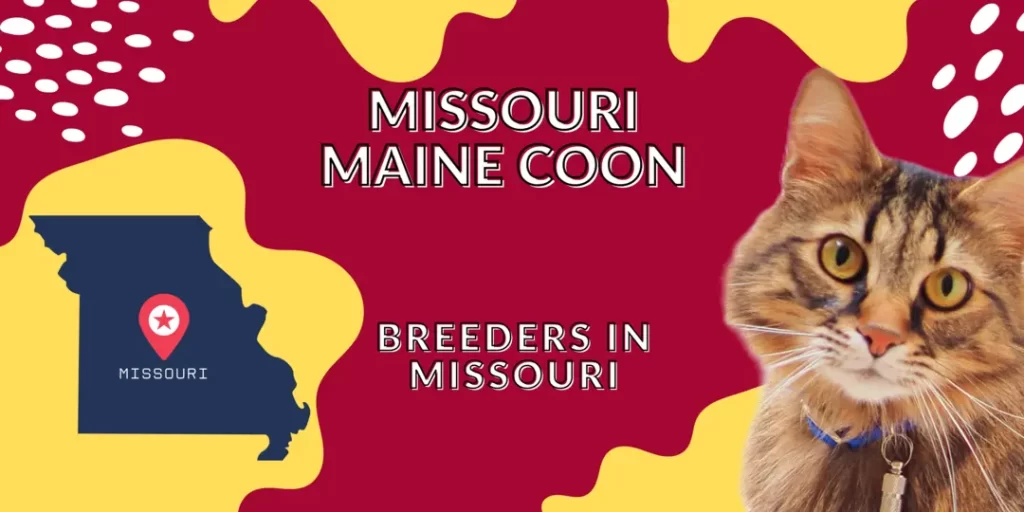 Missouri Maine Coon cats and breeders
