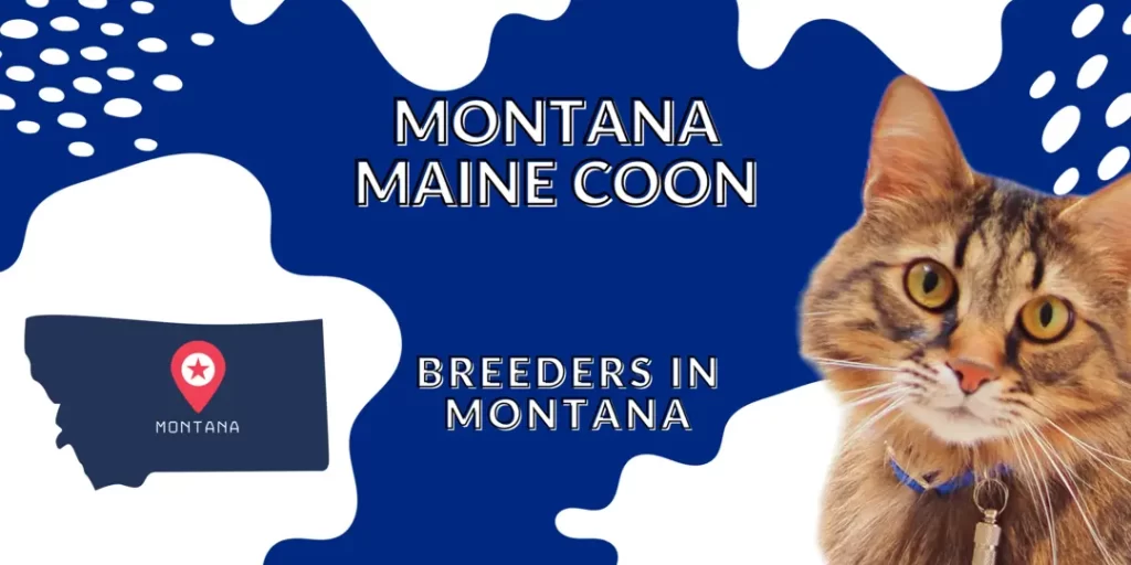 Montana Maine Coon Cats