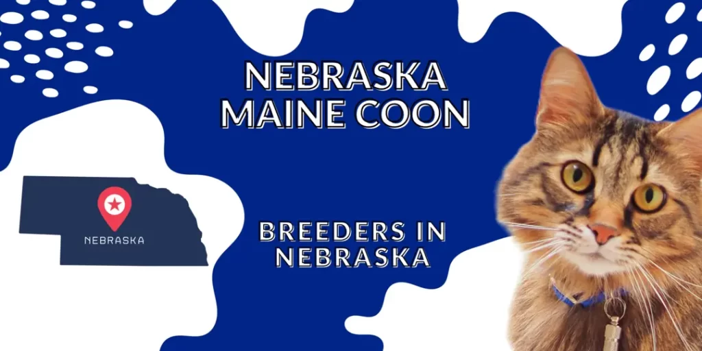 Nebraska Maine coon cats