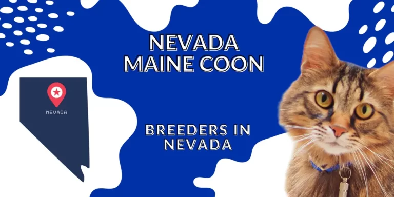 Nevada Maine Coons