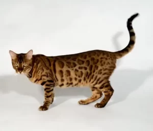 Spotted Pattern Bengal Cat
