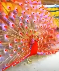 Beautiful Red Peacock