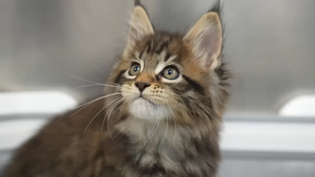 Buying a Maine coon