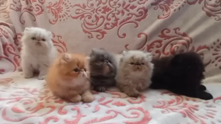 Persian Cat kittens
