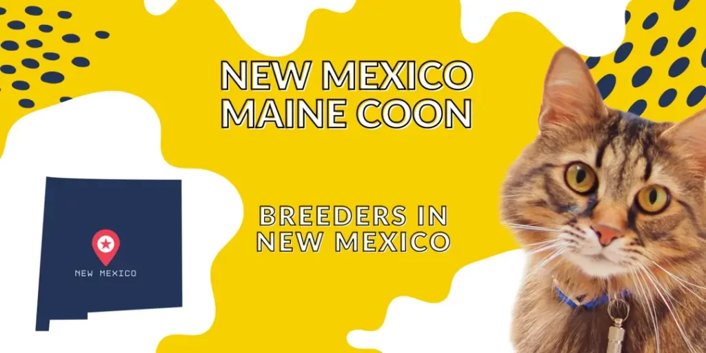 Maine coon cat breeders in New Mexico