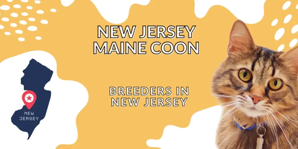 Maine coon breeders in New Jersey