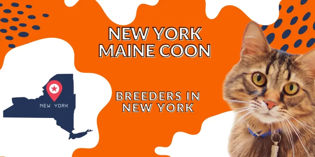 Maine coon breeders in New York