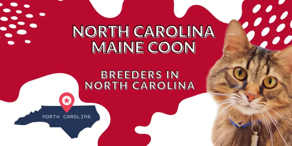 North Carolina Maine Coon Breeders
