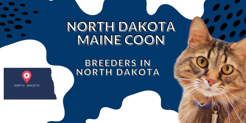 North Dakota Maine coon Breeders