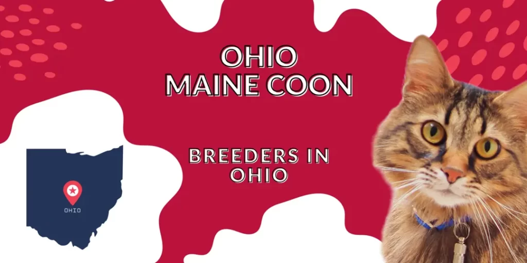 Maine coon breeders in Ohio