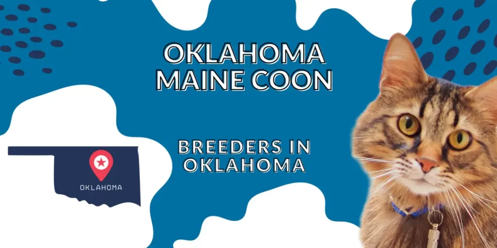 Maine coon breeders in Oklahoma
