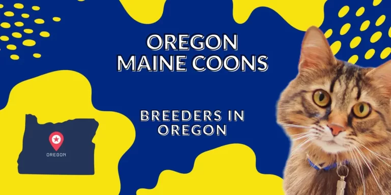 Oregon Maine Coon Breeders
