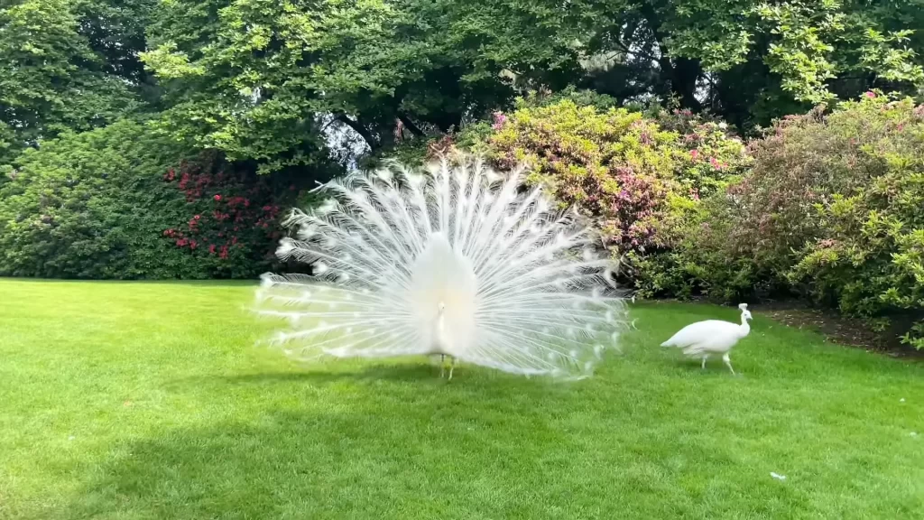 Peafowl (peacocks)