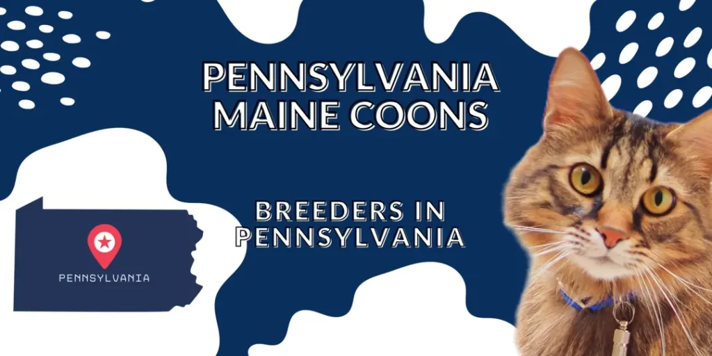 Maine coon breeders in Pennsylvania