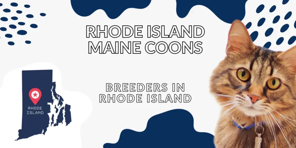Rhode Island Maine Coon Breeders