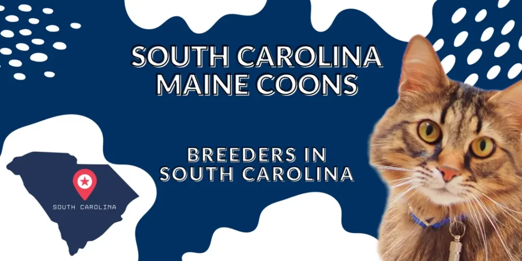 South Carolina Maine coon breeders